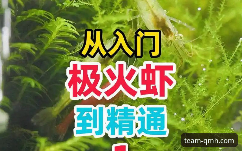 球盟会QMH权威通道使用教程：从入门到精通的完整操作指南